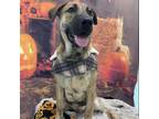 Adopt Viper a Mountain Cur