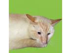 Adopt Mr. Noodle a Domestic Short Hair