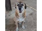 Adopt Woodrow a Anatolian Shepherd