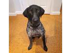 Adopt Ruger a German Shorthaired Pointer