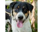 Adopt Xylene (Soi Dog) a Australian Shepherd, Jindo