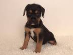 Adopt ROCKET a Fox Terrier, Mixed Breed
