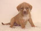 Adopt COPPER a Fox Terrier, Mixed Breed