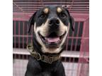 Adopt Hank a Rottweiler, Labrador Retriever