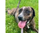 Adopt Comet a Boxer