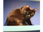 Adopt Rolly a Domestic Short Hair