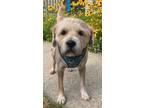 Adopt Wilber *DEAF* a Wheaten Terrier, Standard Poodle