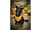 Adopt Buford a German Shepherd Dog, Mixed Breed