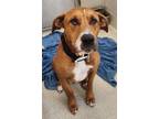 Adopt SCOOBY DOO a Great Dane, Redbone Coonhound