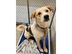 Adopt JOJO a Labrador Retriever, Mixed Breed
