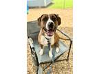 Adopt Elway a American Staffordshire Terrier, Mixed Breed