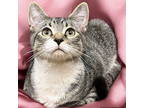 Adopt Toulouse a Tabby, Domestic Short Hair