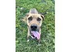 Adopt Nitro a German Shepherd Dog, Mixed Breed