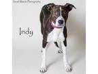 Adopt Indy a Pit Bull Terrier, Mixed Breed