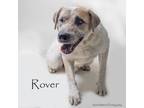 Adopt Rover a Australian Cattle Dog / Blue Heeler, Collie