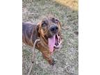 Adopt Sherlock a Plott Hound, Mixed Breed