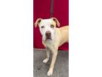 Adopt Buddy a Boxer, Pit Bull Terrier