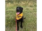 Adopt Toby a Labrador Retriever, Hound