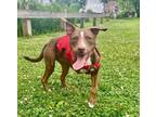 Adopt Reece LOCAL a Pit Bull Terrier