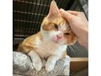 Adopt Rocky a Domestic Short Hair