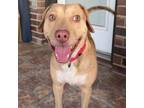 Adopt Pup King a Black Mouth Cur