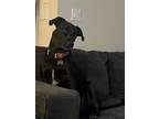 Adopt Fred a Black Labrador Retriever, Black Mouth Cur