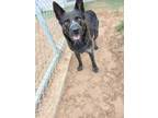 Adopt Roo a Australian Cattle Dog / Blue Heeler