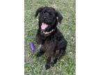 Adopt Gunther a Giant Schnauzer, Labrador Retriever