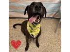 Adopt Dillinger a Mastiff
