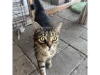 Adopt Albert a Domestic Short Hair