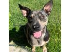 Adopt Onyx a Catahoula Leopard Dog, Mixed Breed