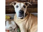 Adopt Riley a Golden Retriever