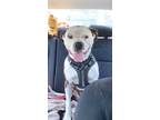 Adopt Branch a American Staffordshire Terrier, Boxer