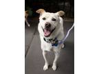 Adopt Hari a Jindo