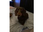 Adopt Duck a Dachshund