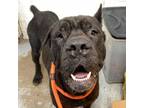 Adopt Cillian a Cane Corso