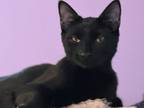 Adopt Astro a American Shorthair