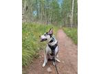 Adopt Apollo a Husky