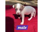 Adopt Mason/Moxy pup 3 a Mixed Breed
