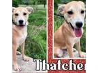 Adopt Thatcher a Labrador Retriever