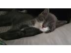 Adopt Embry a Tabby