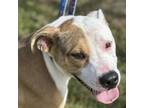 Adopt Chico a Mixed Breed