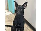 Adopt Duke a Australian Cattle Dog / Blue Heeler, Mixed Breed