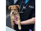 Angelina Terrier (Unknown Type, Medium) Puppy Female