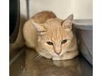 Barn Cat Purrlock Holmes Domestic Shorthair Adult Male