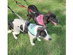 Cookie Labrador Retriever Young Female