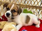 Ginger Snap Cookie German Shepherd Dog Puppy Female