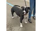 BORRIS ~ Sponsored Adoption Fee!! American Pit Bull Terrier Adult Male