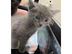 Cassiopea Domestic Shorthair Kitten Female