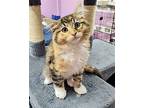 Bonnie Calico Kitten Female